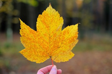 Fototapeta premium Autumn leaf in hand on blurred autumn forest background. Autumn maple yellow leaf. Fall season.