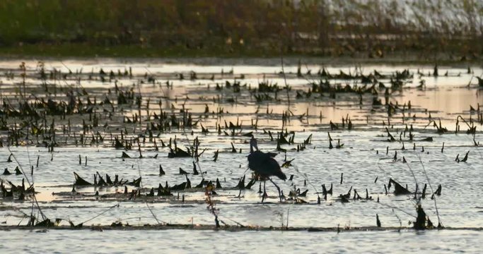 great blue heron spears huge fish too big too eat in wetlands at sunset