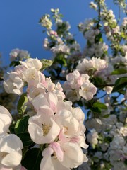 Fototapeta na wymiar apple tree blossom