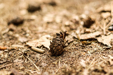 Single Pinecone in the forest, woods