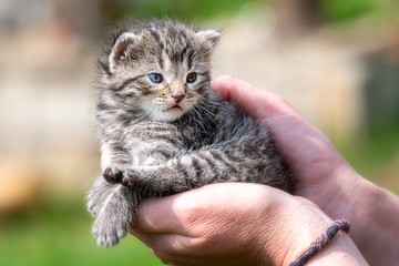 Little kitten in female hands