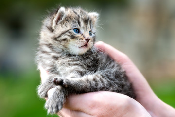 Little kitten in female hands