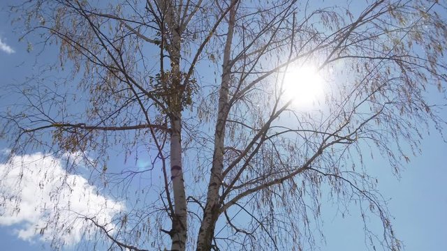 mistletoe on a tree in springtime. Mistletoe (Mistel) - balls on trees, a growing parasite. mistletoe infestation on a birch against the background of a summer blue sky bottom view.

