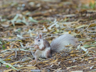 Squirrel in La Mata Natural Park. Alicante province. Spain