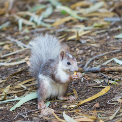 Squirrel in La Mata Natural Park. Alicante province. Spain
