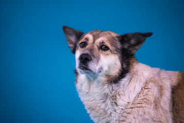 Portrait of a sad dog from a shelter on a blue background.. close up