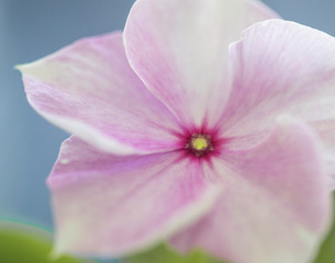 Fototapeta na wymiar Pink and Purple Flower Macro