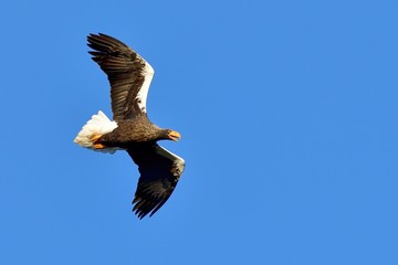 青空バックに悠然と飛ぶオオワシの飛翔シーン