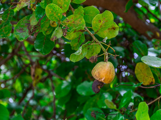 Obraz premium Yellow caju fruit from Arembepe