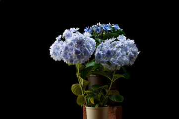 万華鏡アジサイ