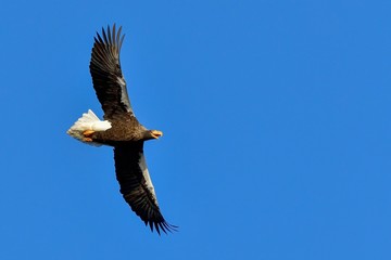 青空バックに悠然と飛ぶオオワシの飛翔シーン