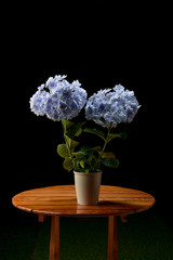 万華鏡アジサイ