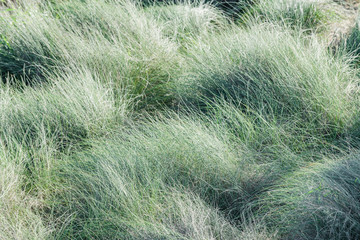 Beautiful grass on the shore of Lake La Mata. It is near the town of Torrevieja. Alicante province. Spain