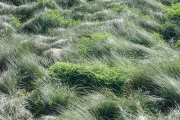 Beautiful grass on the shore of Lake La Mata. It is near the town of Torrevieja. Alicante province. Spain