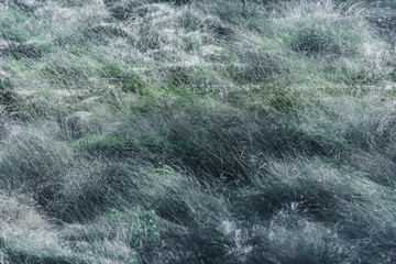 Beautiful grass on the shore of Lake La Mata. It is near the town of Torrevieja. Alicante province. Spain