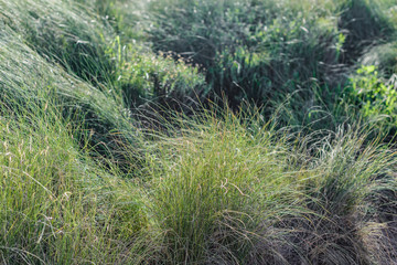 Beautiful grass on the shore of Lake La Mata. It is near the town of Torrevieja. Alicante province. Spain