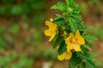 Yellow flower of Arembepe