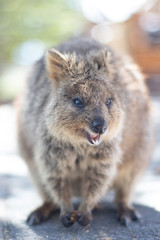 Naklejka premium Rottnest island Quokka Western Australia, Marsupials
