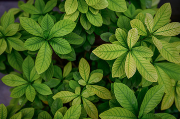 Macro detail of green leaf texture. Close up beautiful leaves pattern.