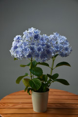 万華鏡アジサイ