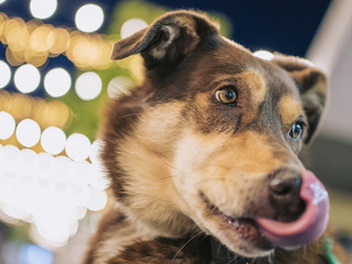 Red cloud Kelpy out at night
