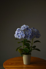 万華鏡アジサイ