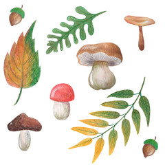 mushrooms, acorns, autumn leaves. Illustration by watercolor