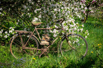 Fototapeta na wymiar Old bicycle with pair of hiking boots in a garden