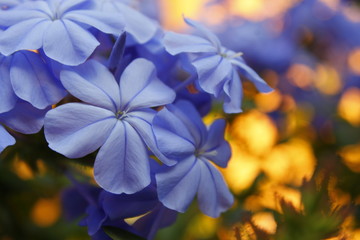 Flor azul.