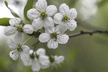 Beautiful blooming apple tree in vintage style.