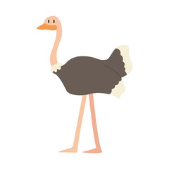 cute ostrich animal vector