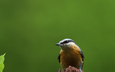 Nuthatch, portrait half height, on a green blurred background