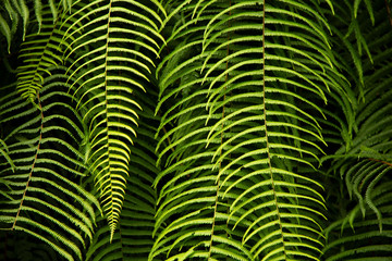 Fern in the forest during monsoon