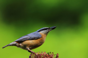 Nuthatch, full-length portrait with a seed in its beak, on a green blurred background