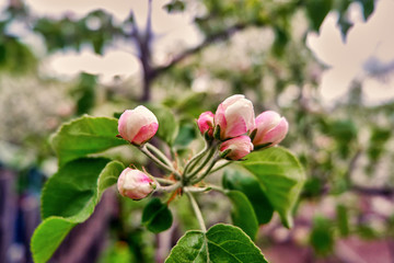 pink Apple blossoms