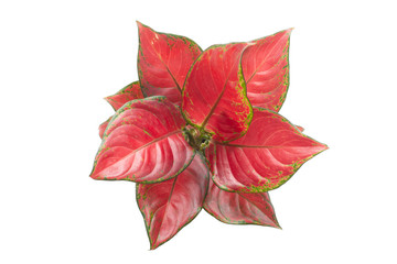 Colorful Aglaonema plants isolated on white background. Common name: Aglaonema Scientific name: Aglaonema sp. Family: Araceae.