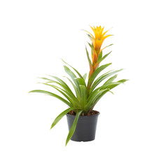 bromeliad in pot isolated on white background
