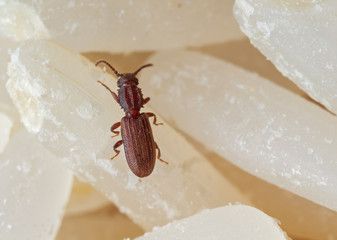 Macro Photo of Sawtoothed Grain Beetle on Raw Rice