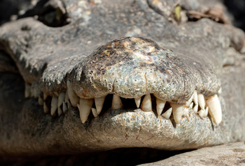 Close up Head of Crocodile with Teeth Isolated on Background