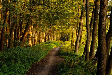 Forest path along the lake on a Sunny summer morning. Moscow region. Russia.