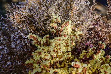 Close up group of white  flowers and leaves in colorful tone.