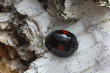 Kidney-spot ladybird, Chilocorus renipustulatus on birch bark, macro photo