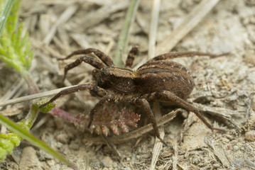 Common fox spider, Alopecosa pulverulenta on ground, macro photo