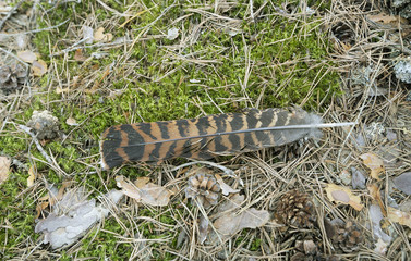 Wood grouse, Tetrao urogallus feather in natural environment