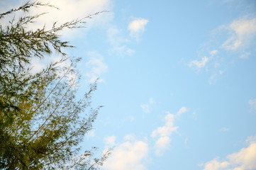 Blue sky and White cloud. clear blue sky with plain white cloud