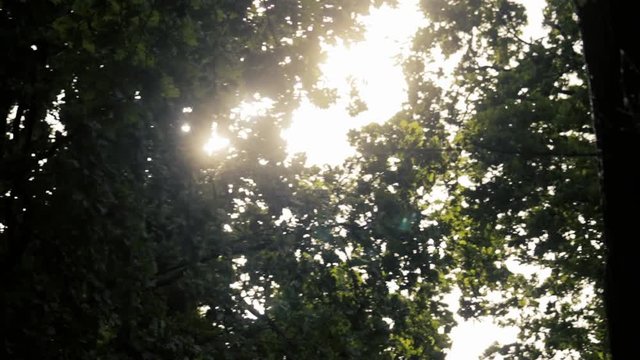 Slow-motion of the forest leaves brushing in the wind and the sunlight penetrating