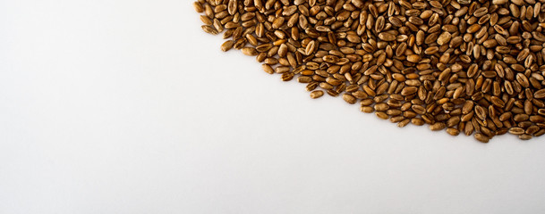 Obraz premium wheat grains on a white background, natural dry grain on the right top side, isolated wheat grains, macro shot. Web banner for the site. blank space for text. Close up.