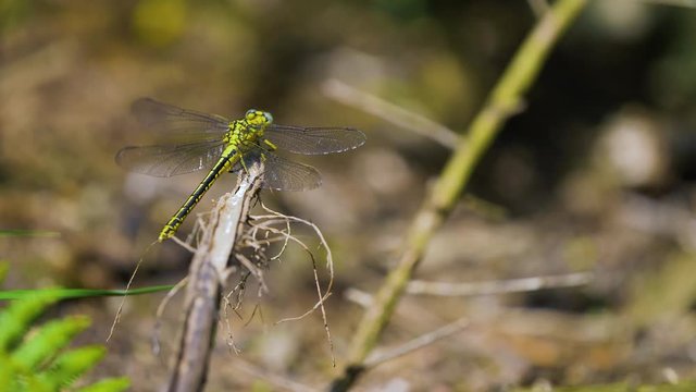 Black and Yellow Dragonfly raising flight from a branch of wood