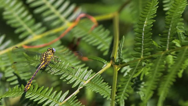 Black and Yellow Dragonfly rotating is head in a green common bracken