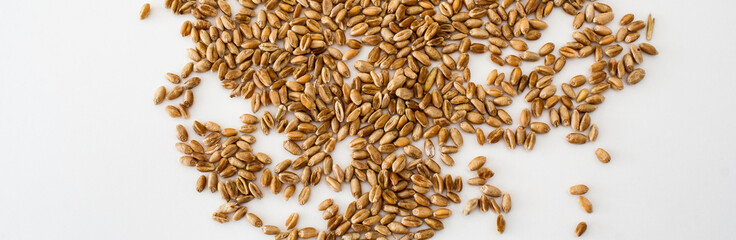 wheat grains are scattered carelessly on a white background, natural dried grains throughout the image, wheat grains isolated. close up. web banner for site.